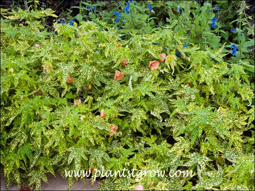 Growing with a blue flowering Salvia.